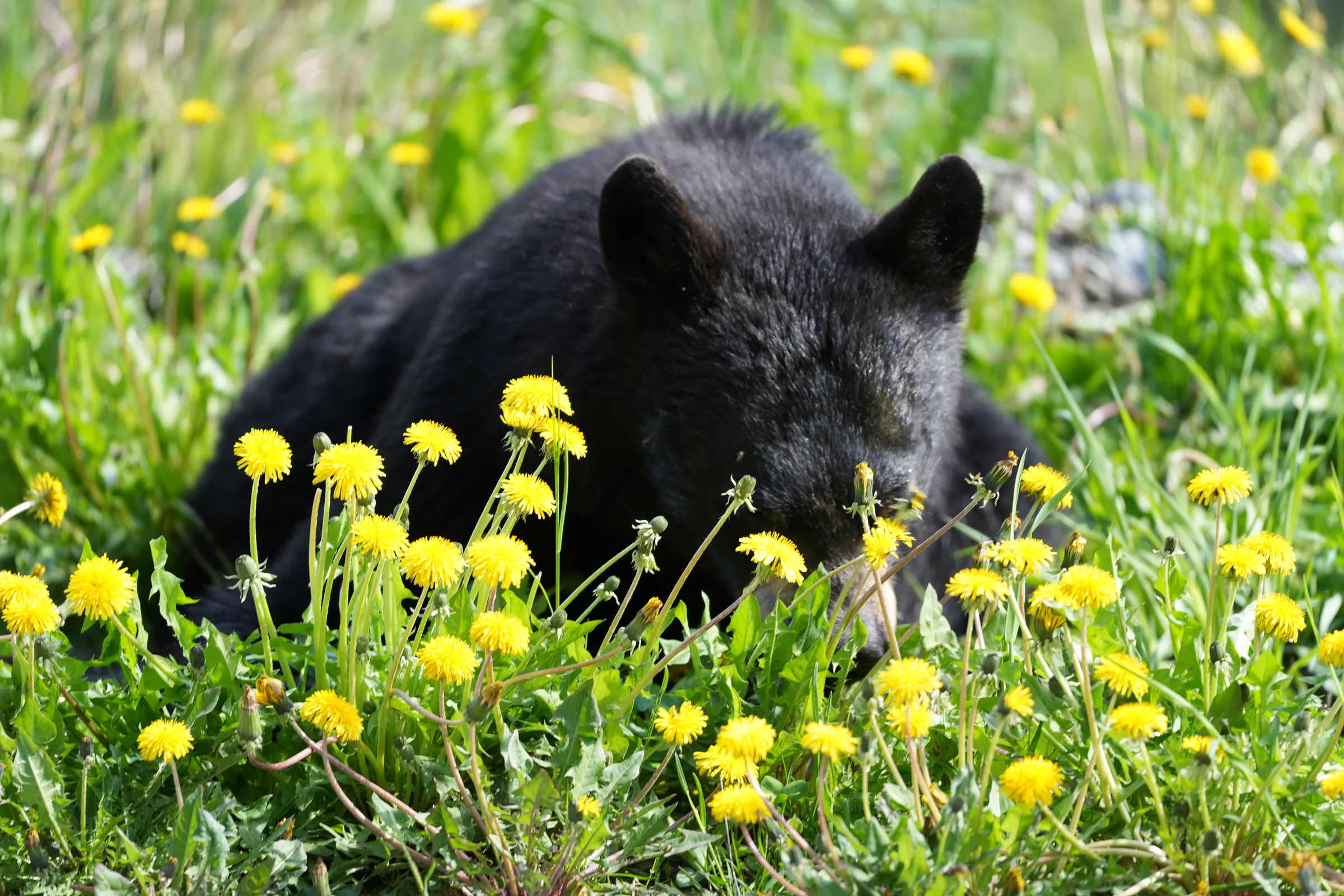 A black bear feeding among yellow dandelions.