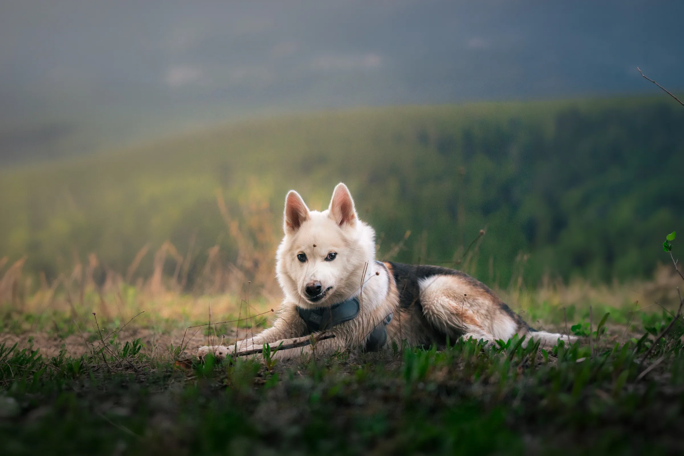A dog wearing a harness and resting in a mountain meadow.