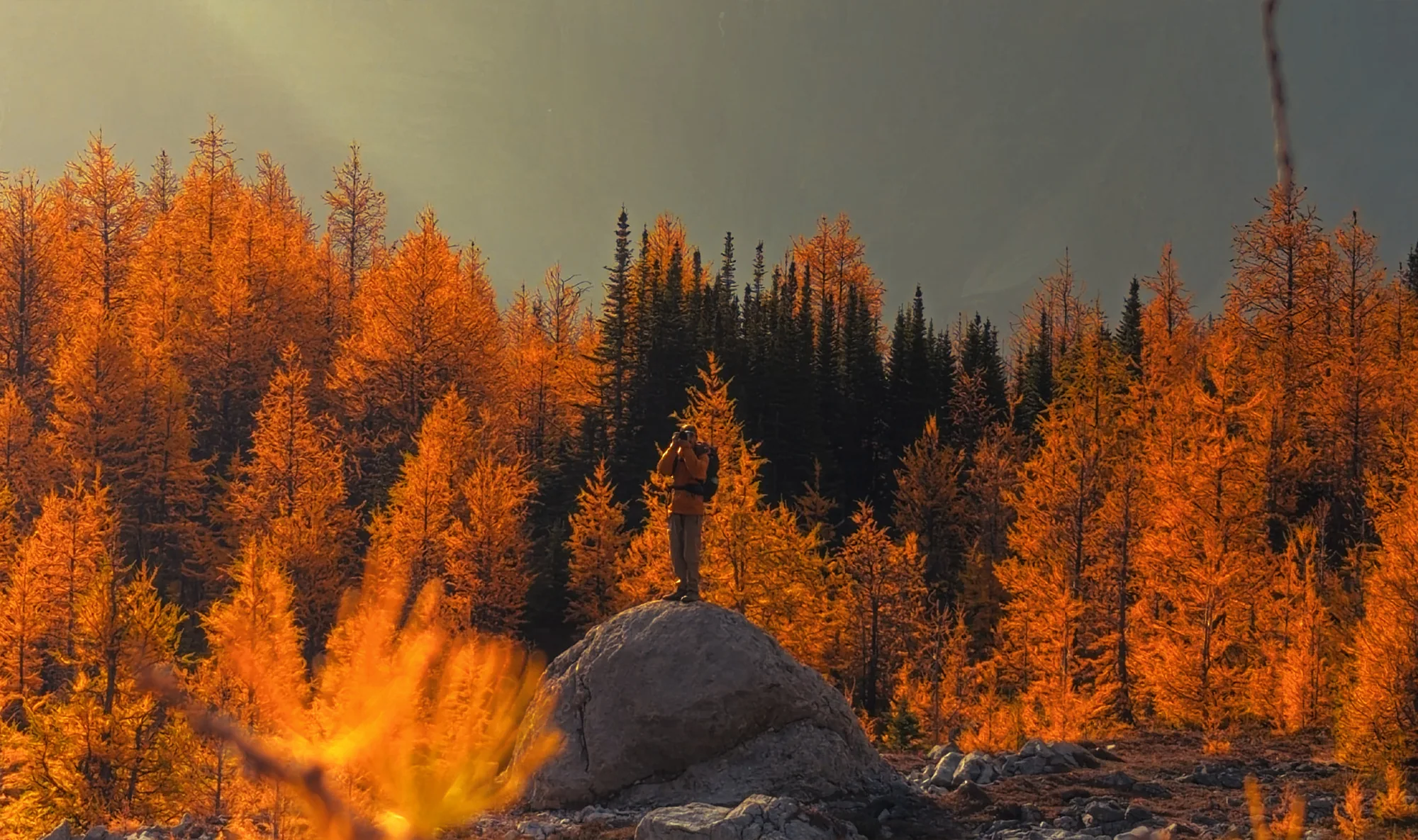 A photographer standing on a boulder among glowing golden larches.