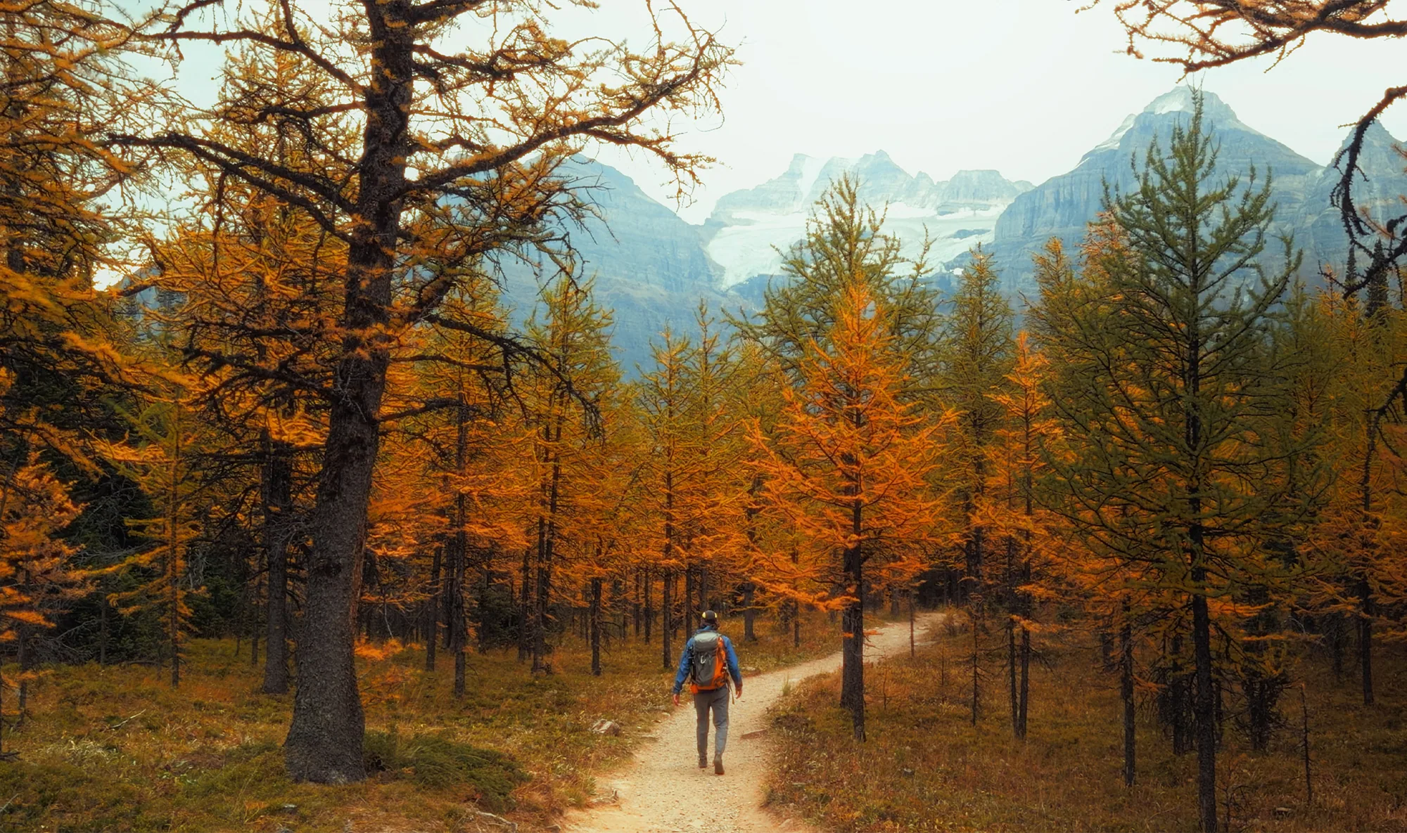 A hiker walking a trail through golden larches in Larch Valley.