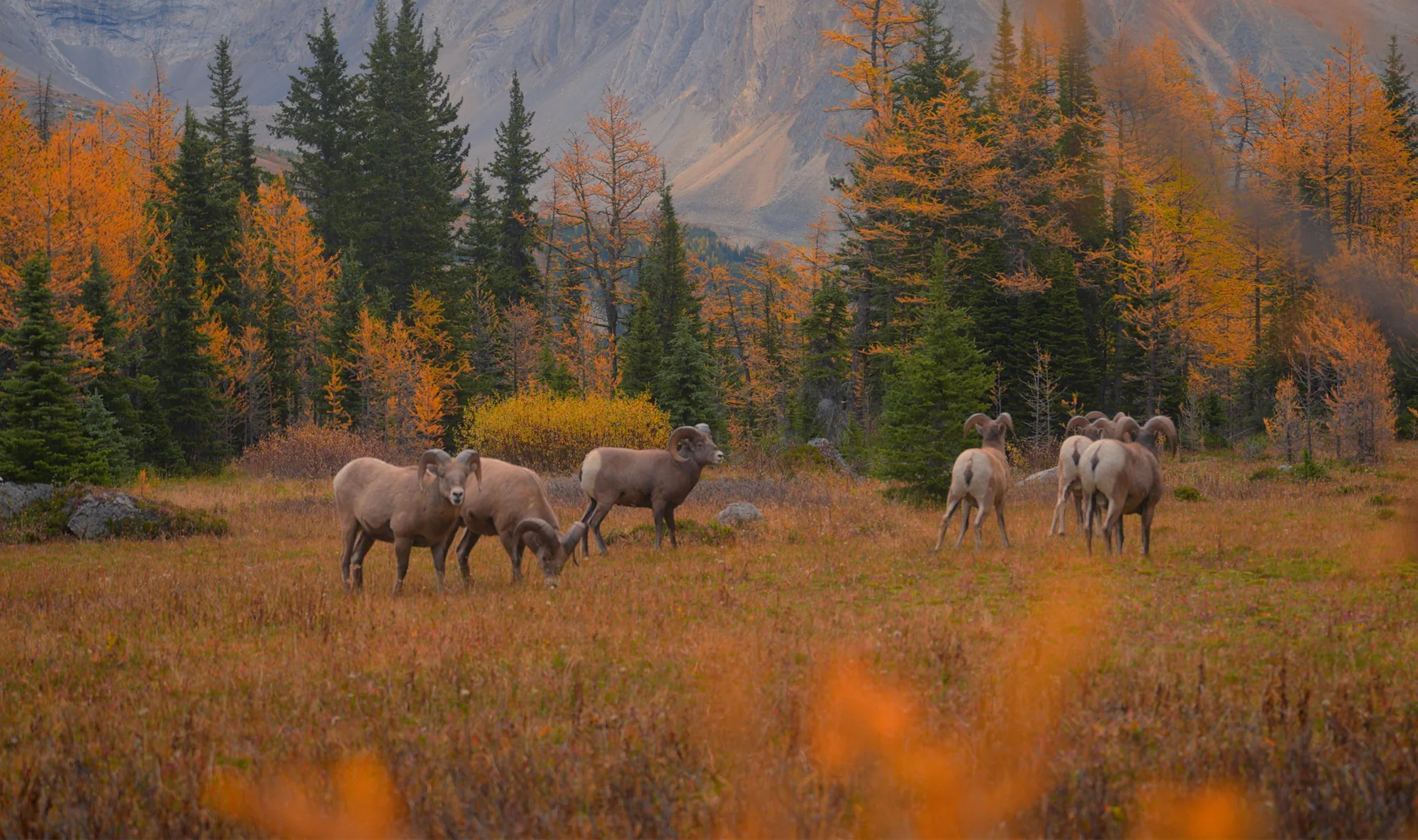 Bighorn sheep standing below golden larches near Pocaterra Ridge.